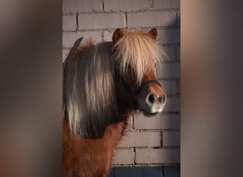 Poneys Shetland, Jument, 8 Ans, 117 cm, Alezan