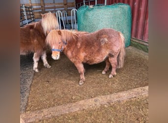 Poneys Shetland, Jument, 8 Ans, 86 cm