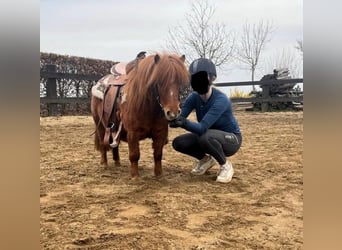 Poneys Shetland, Jument, 8 Ans, 86 cm
