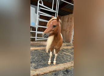 Poneys Shetland, Jument, 8 Ans, 93 cm, Pinto