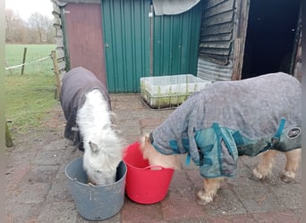 Poneys Shetland, Jument, 8 Ans