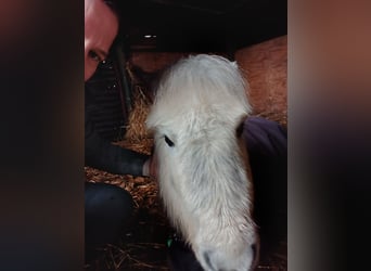 Poneys Shetland, Jument, 8 Ans