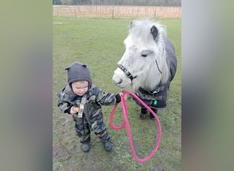 Poneys Shetland, Jument, 8 Ans