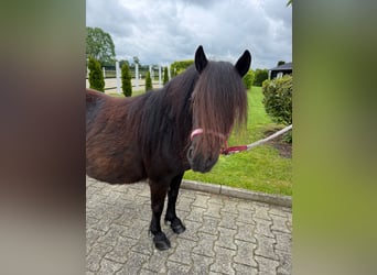 Poneys Shetland, Jument, 8 Ans, Noir