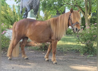Poneys Shetland, Jument, 9 Ans, 103 cm, Alezan