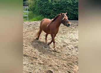 Poneys Shetland, Jument, 9 Ans, 103 cm, Alezan
