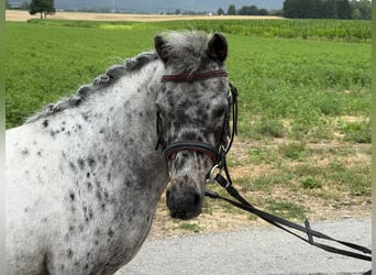 Poneys Shetland, Jument, 9 Ans, 110 cm, Léopard