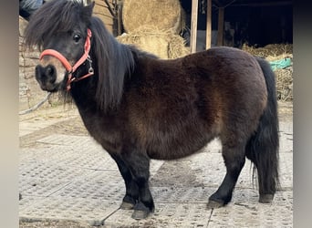 Poneys Shetland, Jument, 9 Ans, 80 cm, Bai