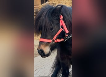 Poneys Shetland, Jument, 9 Ans, 80 cm, Bai