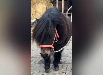 Poneys Shetland, Jument, 9 Ans, 80 cm, Bai