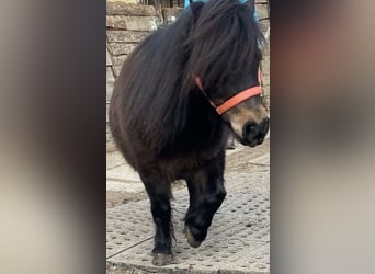 Poneys Shetland, Jument, 9 Ans, 80 cm, Bai