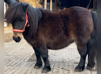 Poneys Shetland, Jument, 9 Ans, 80 cm, Bai