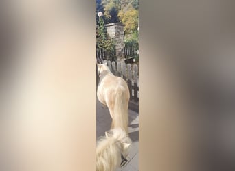 Poneys Shetland, Jument, 9 Ans, 87 cm, Palomino