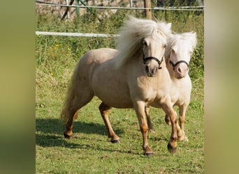 Poneys Shetland, Jument, 9 Ans, 87 cm, Palomino