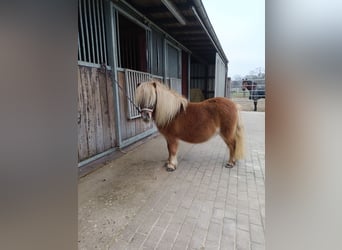 Poneys Shetland, Jument, 9 Ans, 94 cm, Alezan