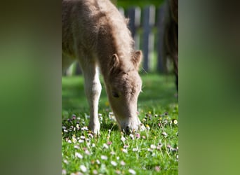 Poneys Shetland, Jument, Poulain (04/2024), 100 cm, Alezan