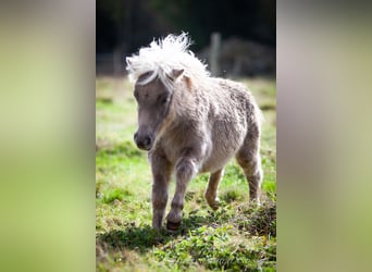 Poneys Shetland, Jument, Poulain (04/2024), 100 cm, Alezan