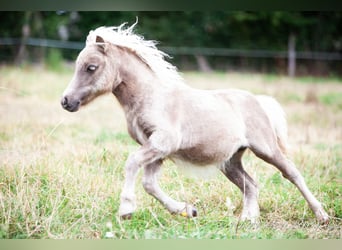 Poneys Shetland, Jument, Poulain (04/2024), 100 cm, Alezan