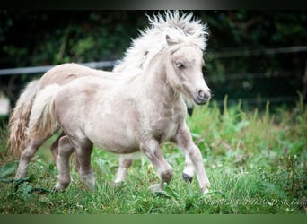 Poneys Shetland, Jument, Poulain (04/2024), 100 cm, Alezan