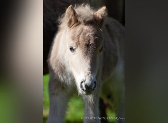 Poneys Shetland, Jument, Poulain (04/2024), 100 cm, Alezan