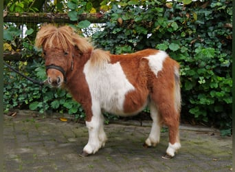 Poneys Shetland, Jument, Poulain (03/2024), 100 cm