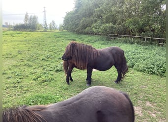 Poneys Shetland, Jument, Poulain (04/2024), 100 cm, Noir