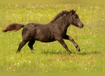 Poneys Shetland, Jument, Poulain (05/2025), 105 cm, Noir Poneys Shetland, Jument, Poulain (05/2025), 105 cm, Noir