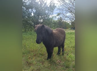 Poneys Shetland, Jument, Poulain (04/2025), 105 cm, Noir