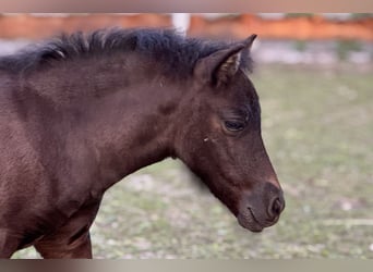 Poneys Shetland, Jument, Poulain (05/2025), 106 cm, Noir