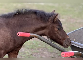 Poneys Shetland, Jument, Poulain (05/2025), 106 cm, Noir