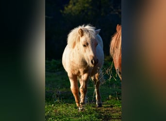 Poneys Shetland, Jument, Poulain (03/2025), 90 cm, Palomino