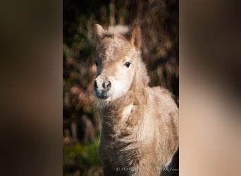Poneys Shetland, Jument, Poulain (03/2026), 95 cm, Palomino