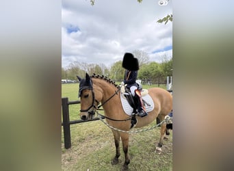 Poni alemán, Caballo castrado, 10 años, 135 cm, Bayo