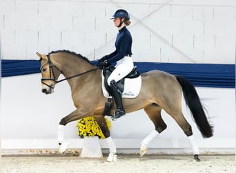 Poni alemán, Caballo castrado, 10 años, 141 cm, Castaño