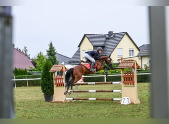 Poni alemán, Caballo castrado, 10 años, 141 cm, Castaño