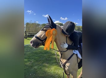 Poni alemán, Caballo castrado, 10 años, 142 cm, Dunalino (Cervuno x Palomino)