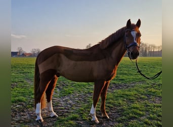 Poni alemán, Caballo castrado, 10 años, 143 cm, Alazán