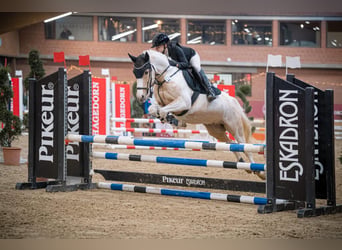 Poni alemán, Caballo castrado, 10 años, 144 cm, Palomino