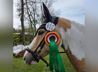 Poni alemán, Caballo castrado, 10 años, 144 cm, Palomino