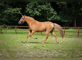 Poni alemán, Caballo castrado, 10 años, 145 cm, Alazán