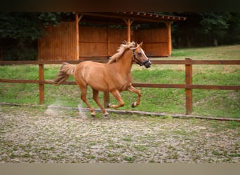 Poni alemán, Caballo castrado, 10 años, 145 cm, Alazán