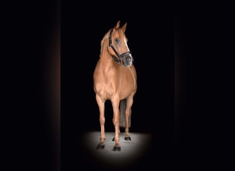 Poni alemán, Caballo castrado, 10 años, 145 cm, Alazán