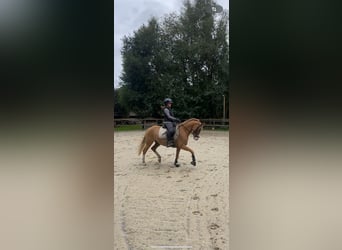 Poni alemán, Caballo castrado, 10 años, 146 cm, Bayo