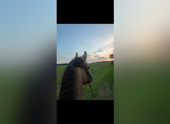 Poni alemán, Caballo castrado, 10 años, 146 cm, Buckskin/Bayo