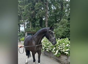 Poni alemán, Caballo castrado, 10 años, 146 cm, Negro