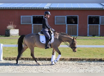 Poni alemán, Caballo castrado, 10 años, 147 cm, Bayo