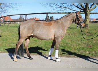 Poni alemán, Caballo castrado, 10 años, 147 cm, Bayo