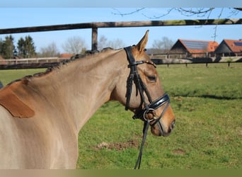 Poni alemán, Caballo castrado, 10 años, 147 cm, Bayo