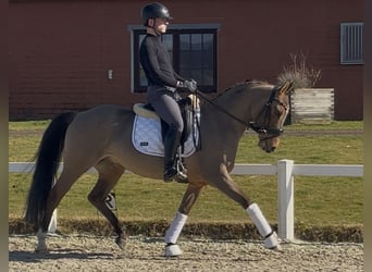 Poni alemán, Caballo castrado, 10 años, 147 cm, Bayo