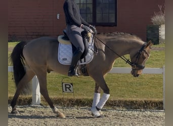 Poni alemán, Caballo castrado, 10 años, 147 cm, Bayo